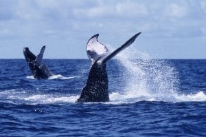 Whales1 Whale watching in Riviera Nayarit Mexico - image of 2 whales surfacing