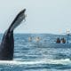Whale watching from a tour boat in Riviera Nayarit Mexico