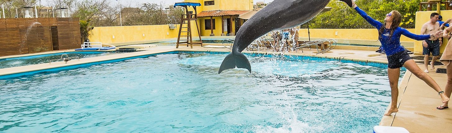 Training dolphins in Riviera Nayarit Mexico