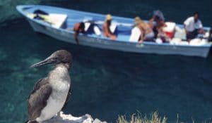 Birdwatchers in a boat below a bird on a cliff in Riviera Nayarit