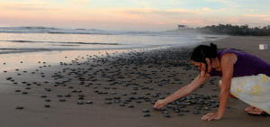 Turtles2 Woman on the beach with 100s' of baby sea turtles