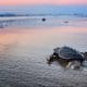 Baby Turtle release in Riviera Nayarit Mexico - image of baby turtle heading into the water