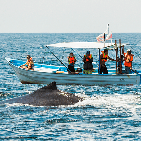 Whale watching boat next to breaching whale