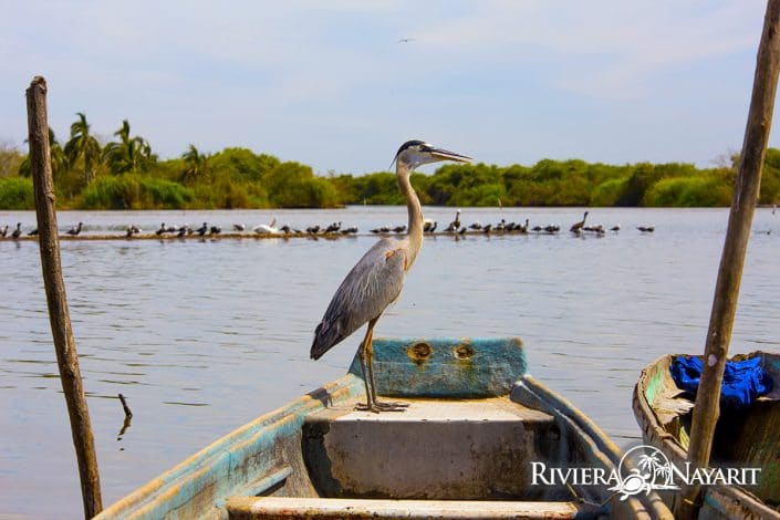 Boca de Camichín Santiago Riviera Nayarit Mexico - Heron standing on bow of boat
