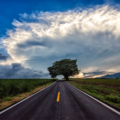 Image of highway across farmland with large tree - Riviera Nayarit