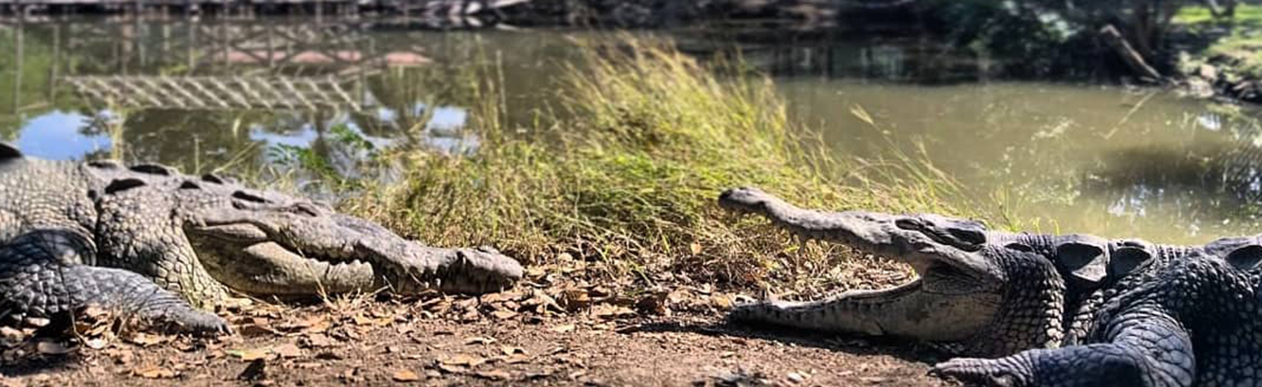 Two crocodiles on the river bank