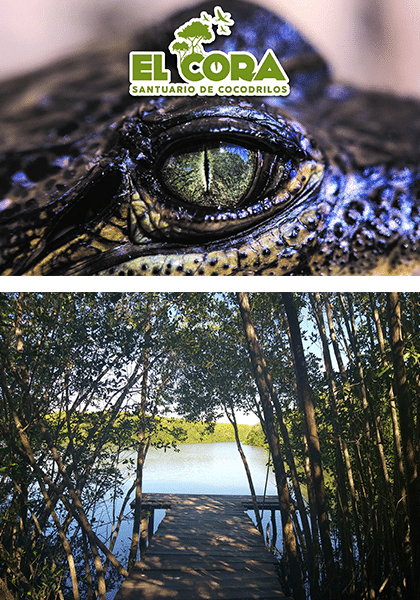 El Cora Santuary ad with crocodile eyes and wooden dock