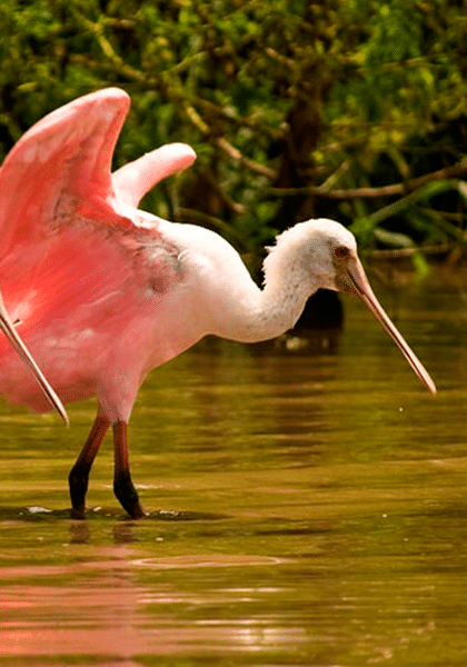 garza-rosa-estero-el-chino-nuevo-vallarta Large pink and white bird walking through the water hunting