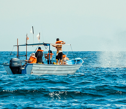 Whale watching boat full of people