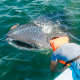 Whale shark breaching beside a man in a boat