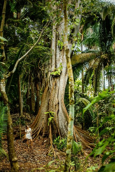 Rainforest tree near San Pancho Riviera Nayarit MX